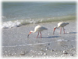 Sanibel Beach